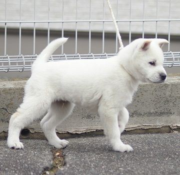 白い犬の子です 子犬を育てるのに良い季節です 新しい森の生活 新しい山麓生活 東京近郷の新しい田舎暮らし物語