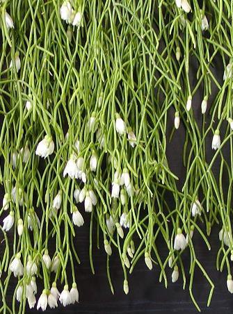 提供植物②松風（リプサリス・カピリフォルミス） : 千葉大学