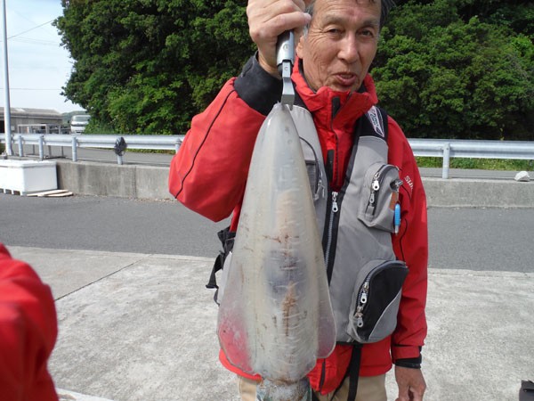 ヒドコでアオリイカ ４００ｇ １ｋｇ １ ６ｋｇ 串本町紀伊大島 須江しょらさん渡船の釣果情報 和歌山県 通夜島 須江崎