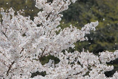 桜吹雪をきれいに撮りたい 桜吹雪をきれいに撮るために