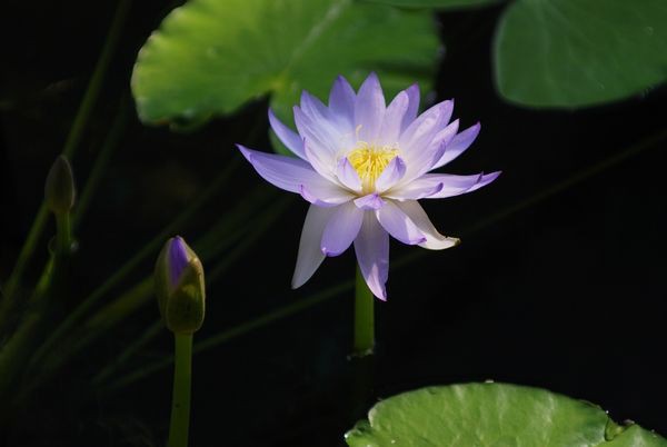 蓮の花白くまた薄紅に ふらり道草 季節の往来