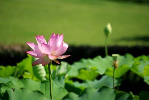 蓮の花白くまた薄紅に ふらり道草 季節の往来