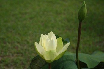 白くまた薄紅の蓮の花 ふらり道草 季節の往来