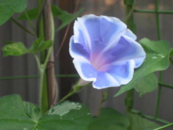 夏の朝朝顔の咲く ふらり道草 季節の往来