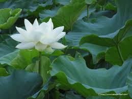 白くまた薄紅の蓮の花 ふらり道草 季節の往来