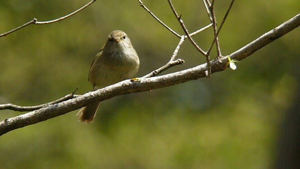 春告げ鳥は鳴く ふらり道草 季節の往来