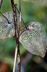 虫鬼灯 ふらり道草 季節の往来