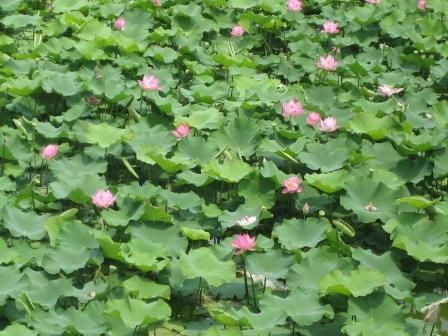 蓮の花白くまた薄紅に ふらり道草 季節の往来