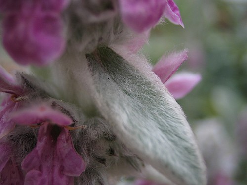 ラムズイヤー ワタチョロギ 道草
