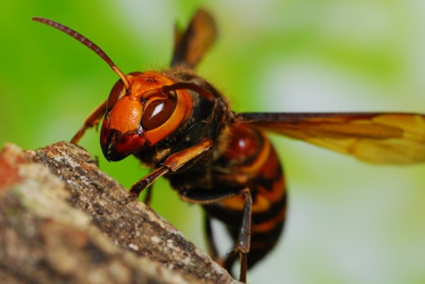 ミツバチ 超可愛いｗｗｗｗ スズメバチ 完全に害悪ｗｗｗｗｗ 画像あり 流速vip