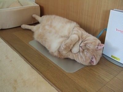 画像 猫って自分が可愛い事自覚してるよな 流速vip