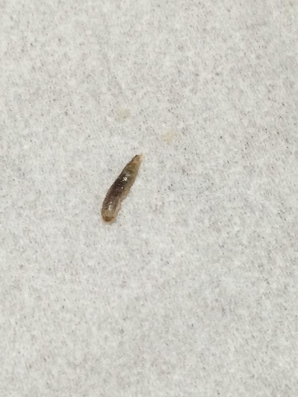 閲覧注意 部屋に小さくて足が速い虫がたくさん出てきたんだけど何これｗｗｗｗｗｗｗ 画像あり 流速vip