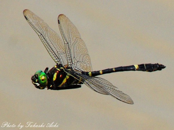 ラジコントンボまじやばい トンボじっくり見たらやべえｗｗｗｗｗなんなんだこいつｗｗｗｗｗ 流速vip