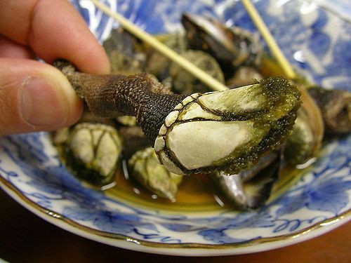 亀の手を生で食べてしまった結果ｗｗｗ 流速vip