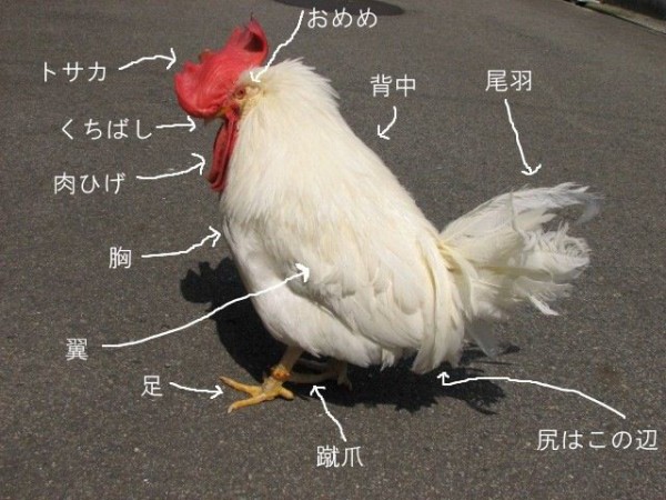 にわとりkokkeeeeeeee ってなる画像ください 流速vip