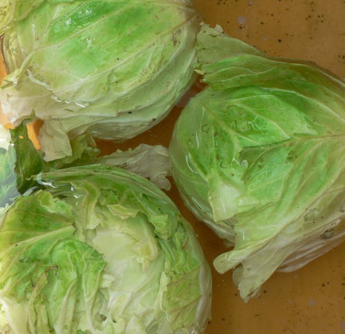 青虫のついたキャベツを喰う準備 虫画像あり ともぞうの日本の週末農業考察ぶろぐ