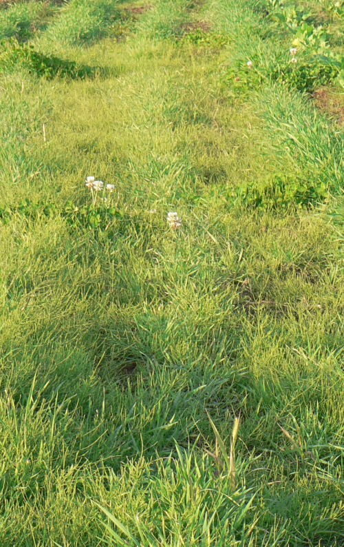 農家の天敵スギナについて 畑から徐々に減らしていく方法について考察してみる ともぞうの日本の週末農業考察ぶろぐ