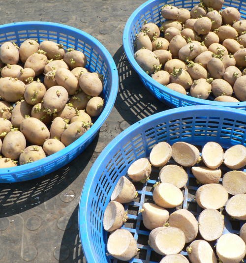 13年秋じゃがいも デジマ の植付けについて ともぞうの日本の週末農業考察ぶろぐ