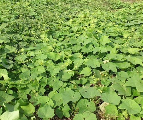 11月最初の週末はハヤトウリの収穫 種子保存から ともぞうの日本の週末農業考察ぶろぐ