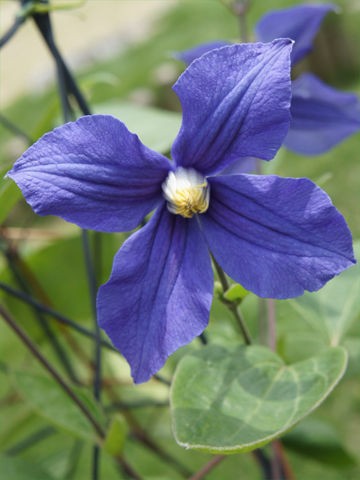 クレマチスの系統 Plantonic