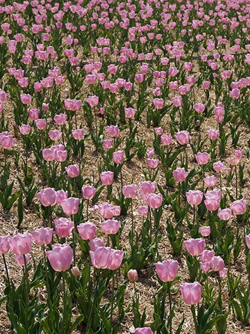 14年のチューリップ 大阪 花博記念公園鶴見緑地 Plantonic