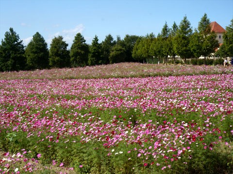 13年100万本のコスモス 滋賀農業公園 ブルーメの丘 Plantonic