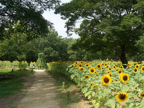 13年 万博公園 ひまわりフェスタ Plantonic