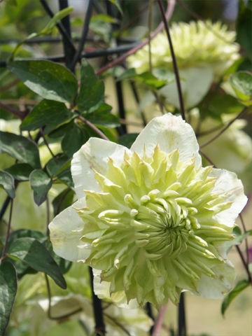 クレマチスの系統 Plantonic