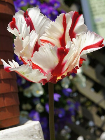 ãã¥ã¼ãªãã ã'ã¼ã­ããç³» Plantonic