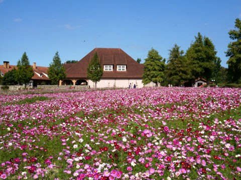 13年100万本のコスモス 滋賀農業公園 ブルーメの丘 Plantonic