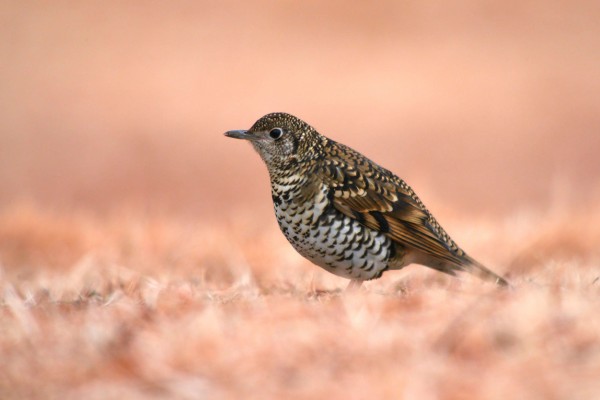 トラツグミ７ 冬の芝生 一期一会の野鳥撮影