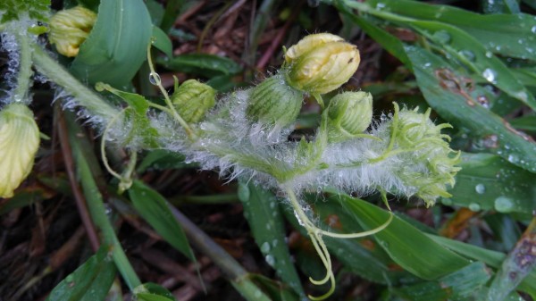 スイカの雄花と雌花 ボランティア 知ることばかり