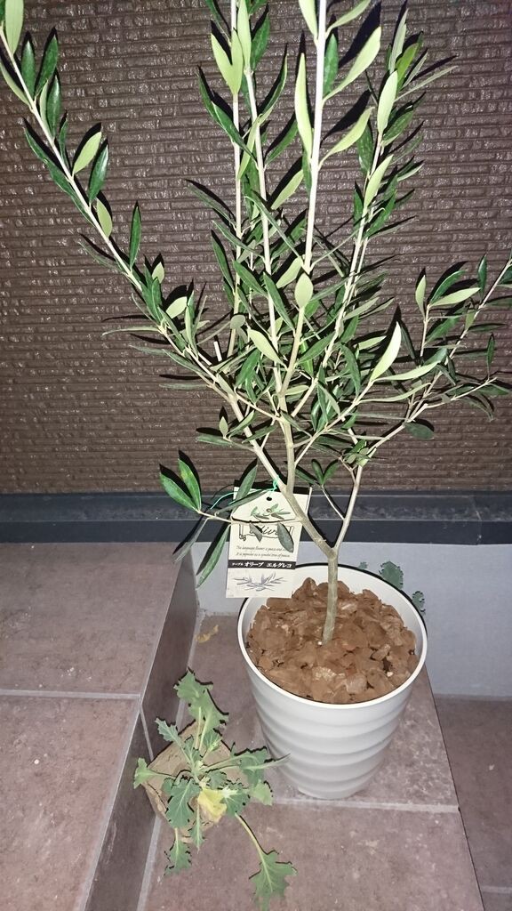 花壇を作ってみた えんぢさんの趣味