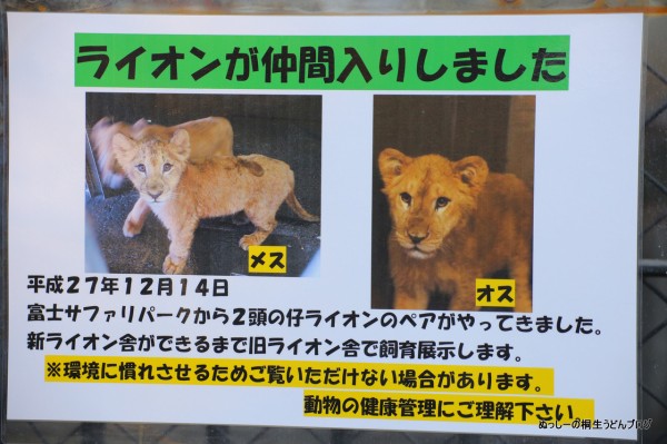 桐生が岡動物園のメスライオン ライラ ２歳のお誕生日会 2017年6月18日 ぬっしーの桐生うどんブログplus