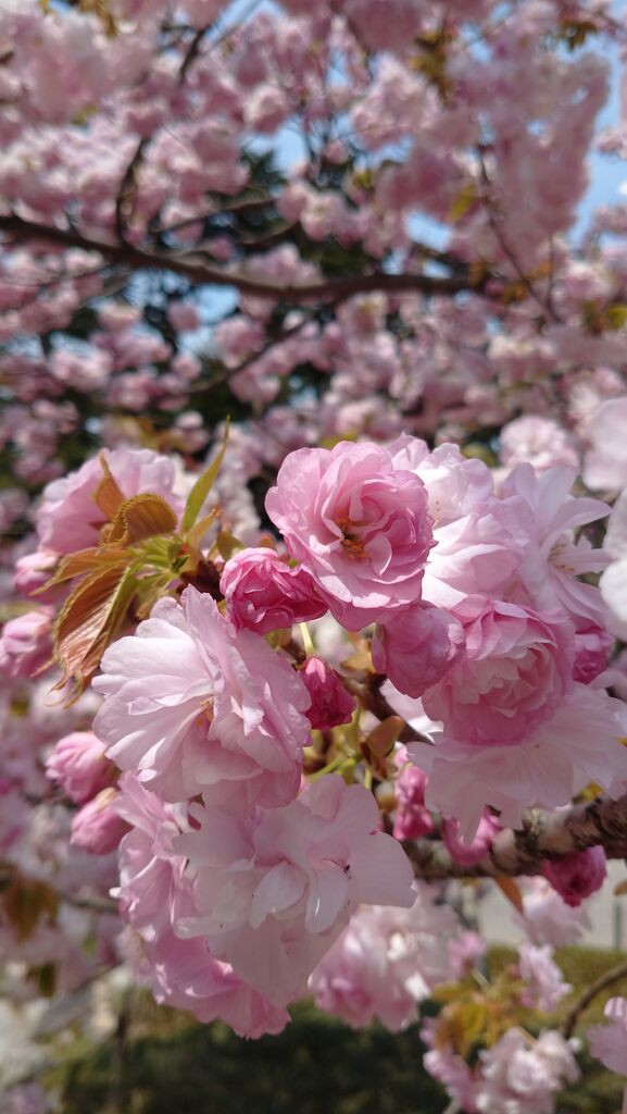 金沢市兼六園遅咲きの桜 楊貴妃 T Sutani S Blog