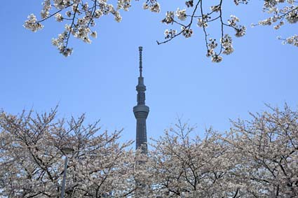 さくらさくら さくら 日本古謡 帝大生ゆめじの大道芸日記