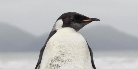 公式ストア ペンギン 竹の根っこで作られたかわいいペンギン 期間限定特価 Www Iacymperu Org