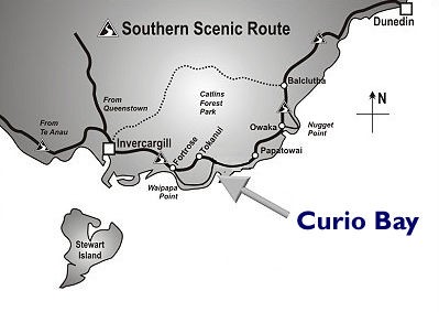 南島最南端で 化石の森 を見に行こう Curio Bay ピリ辛留学 カリスマ講師dr Kのブログ 南島最南端で 化石の森 を見に行こう Curio Bay ピリ辛留学 カリスマ講師dr Kのブログ