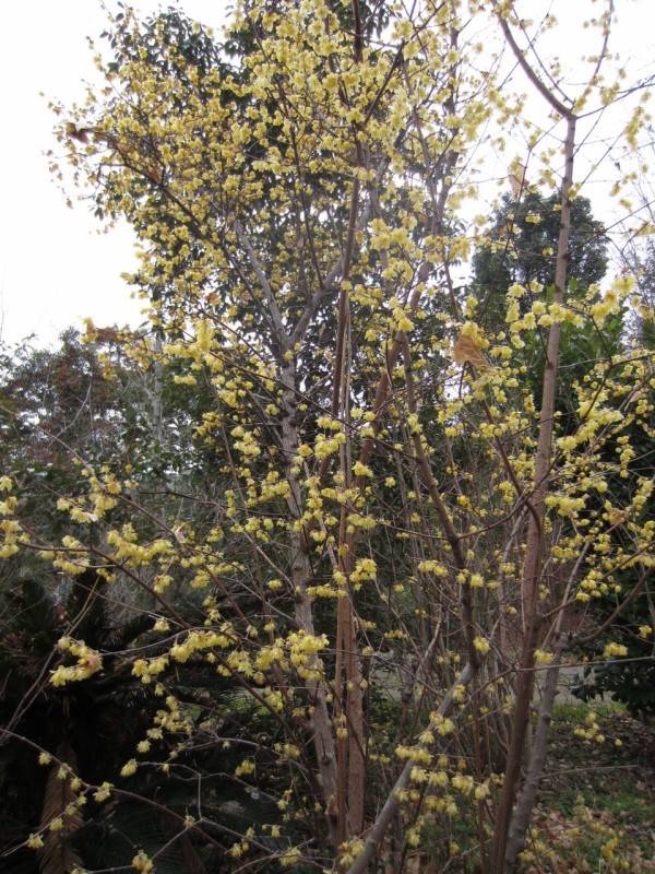 植栽いろいろ 中庭に集う家