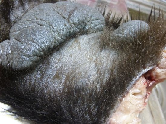 熊の手の煮込み ヒグマの掌 蜂蜜と赤ワインビネガー風味 まったりトロトロの肉球部分はゼラチンたっぷりで美容にも効果有り 仮想通貨の話をしながら鹿やタヌキやヒグマを獲って食うブログ