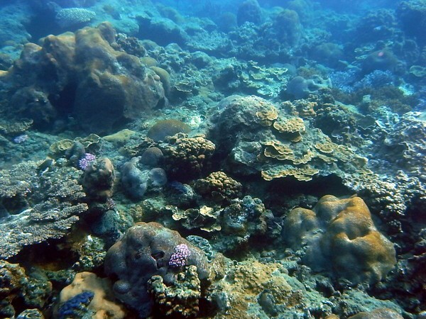 11 01 小笠原で初めてのシュノーケリング 小笠原父島の旅人 たびんちゅ ブログ