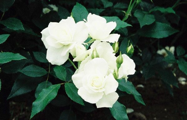 バラが好きなら ちょっとバラ園 茨城県フラワーパーク トラベル Is ワンダフル わたし流 旅行記