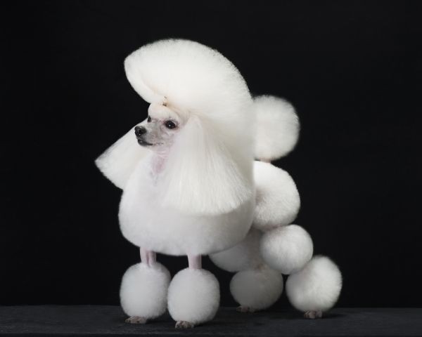 ナナコのイングリッシュサドルクリップ シルバープ ドル サクラの日記