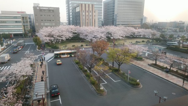 新木場駅 18年の桜 材木の製材と乾燥にこだわる材木屋 千葉県八街材木置き場からのメッセージ