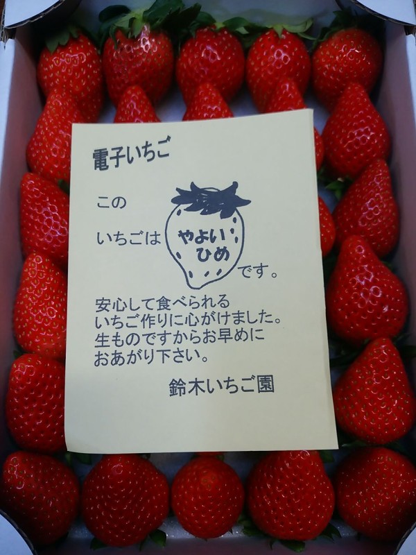 酒々井いちご直売 炭育ちの電子苺 鈴木いちご園 で 材木の製材と乾燥にこだわる材木屋 千葉県八街材木置き場からのメッセージ