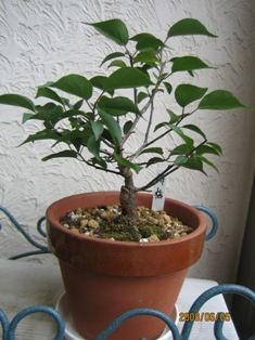 盆栽の緋梅を４号鉢に植え替え 実践 エコガーデニング