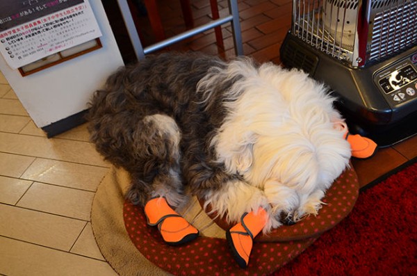 073 ワンコのためなら何処までも File 028 17年11月15日 岩手県南への旅 なんてな王国 お出かけの記録