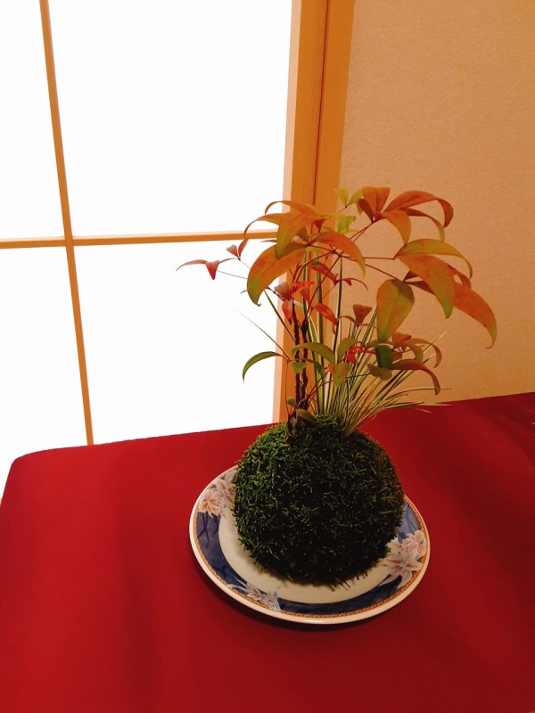 苔玉のある日常空間 保管と飾り方 苔玉の太刀岡屋blog コケカツ C