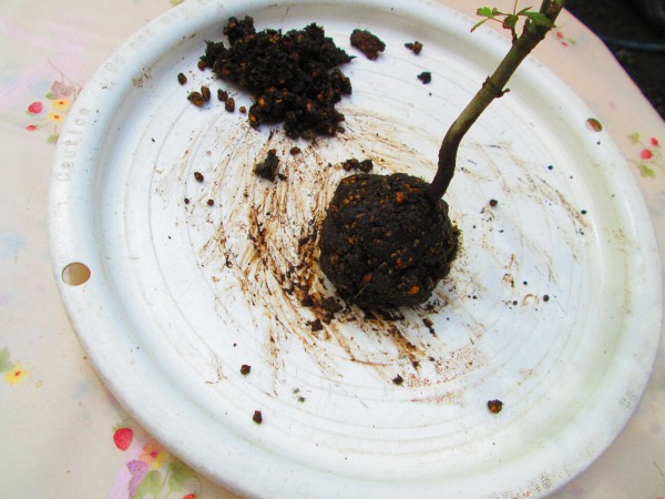 ほぼ100均素材 ベーシックな苔玉 こけだま の作り方 22年版 苔玉の太刀岡屋blog コケカツ C ほぼ100均素材 ベーシックな苔玉 こけだま の作り方 22年版 苔玉の太刀岡屋blog コケカツ C