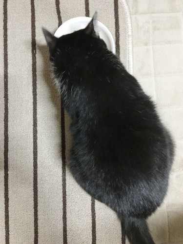 食後のひととき 猫々